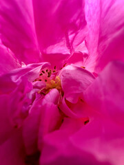 A close up on a pink rose flower