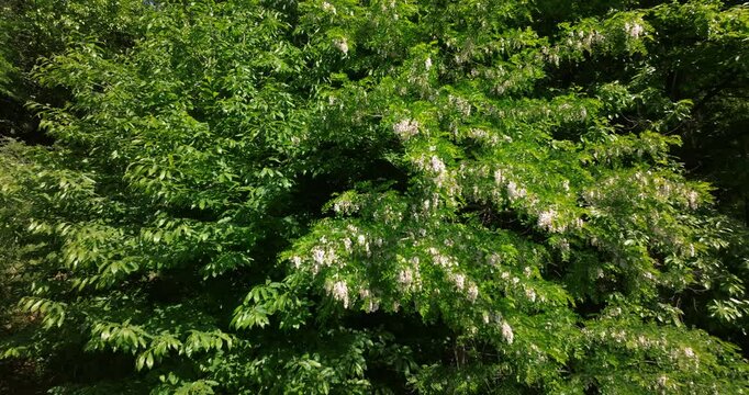 Aerial View of Black Locust (Robinia pseudoacacia) Trees in Bloom 