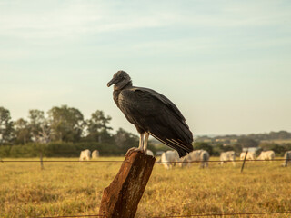 Buzzard on wooden fence trunk, oxen in the background