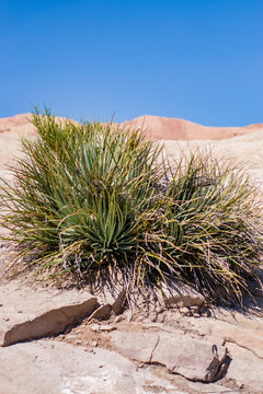 Desert plant at Vasquez Rocks National Park