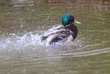 A wild drake splashes and swims in the river