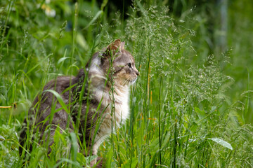 Majestic long-haired cat attentively observing surroundings in dense green grass. Ideal for concepts of observation, nature, and domestic wildlife