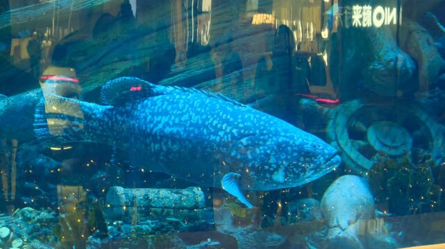 cylindrical "Starlight Underwater World" with a diameter of 15m and a height of 8.3m, which can accommodate 1,500 ton of seawater Chongqing Starlight 68 Mall