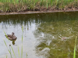 Cute ducklings follow mandarin duck mother across calm pond waters in a park. Peaceful outdoor wildlife.