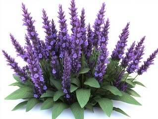 Fototapeta premium Lavender flower plant purple bloom floral blossom botanical