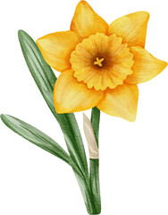 Fototapeta premium watercolor daffodil flower