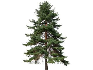 Obraz premium Isolated Evergreen Pine Tree Cutout on transparent background, Isolated Png file, Cut-out, Isolate Png, No Background, Isolated object