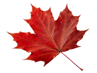 Vibrant Red Maple Leaf Isolated on transparent background, Isolated Png file, Cut-out, Isolate Png, No Background, Isolated object
