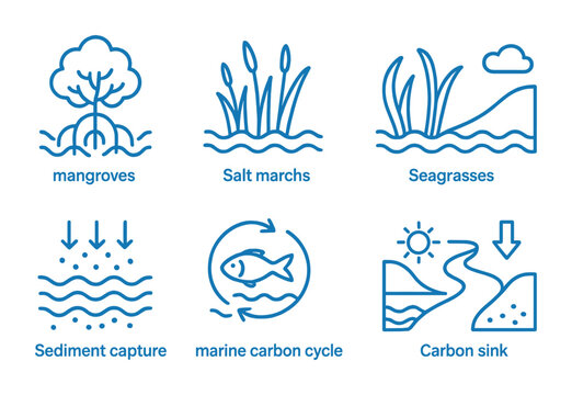 Coastal ecosystems and their role in marine carbon cycle and carbon capture