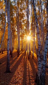 Warm golden light penetrating dense birch forest, illuminating white tree trunks and creating dramatic shadows during autumn season