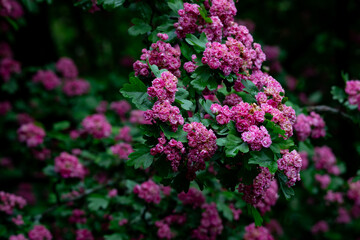 Fluffy pink hawthorn flowers clustered densely on green leafy branches, offering a charming and romantic springtime aesthetic ideal for nature scenes.