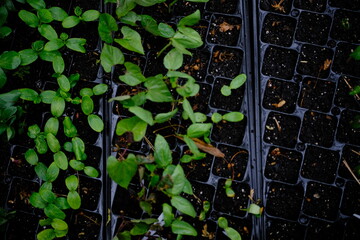 green sprouts on black earth