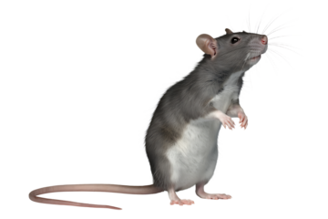rat in front of white background