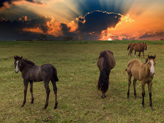 Thoroughbred horses grazing at sunset in a field.