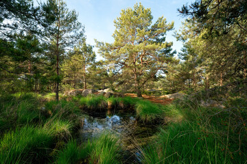 Wild boar pond in Fontainebleau forest
