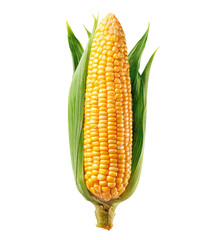 Fresh Yellow Corn on the Cob with Green Husks Isolated on Transparent Background
