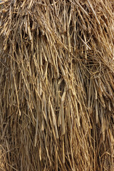 texture of rice straw in the countryside