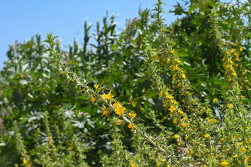 Fleurs sauvages en bord de mer au printemps en Tunisie