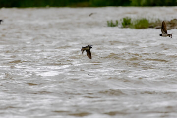 A barn swallow flies with speed and grace just inches above the river's surface, creating a powerful sense of motion and freedom