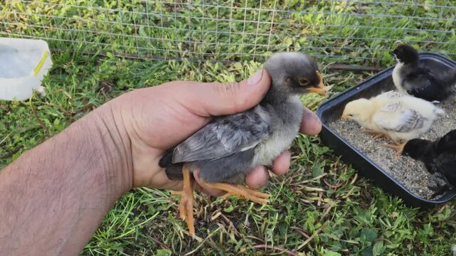  Blue Dominant and Loman Brown chickens

