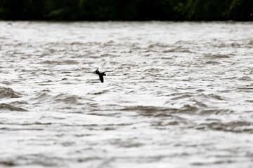 A swallow darts across a muddy river with intense focus, demonstrating the natural agility and...
