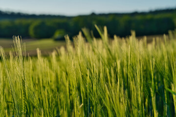 A lush green field surrounded by dense forest under a bright blue sky, radiating serenity and freshness. Perfect for nature, wellness, countryside, and eco-friendly designs