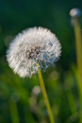 A close-up of a dandelion seed head with delicate white seeds against a blurred green background The soft, airy feel and intricate details make it ideal for nature-themed designs, wellness, ecological