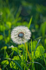 A close-up of a dandelion seed head with delicate white seeds against a blurred green background The soft, airy feel and intricate details make it ideal for nature-themed designs, wellness, ecological