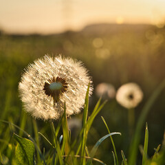 A close-up of a dandelion seed head with delicate white seeds against a blurred green background The soft, airy feel and intricate details make it ideal for nature-themed designs, wellness, ecological