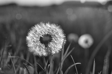 A close-up of a dandelion seed head with delicate white seeds against a blurred green background The soft, airy feel and intricate details make it ideal for nature-themed designs, wellness, ecological
