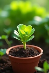 Naklejka premium Young green plant growing in small terracotta pot