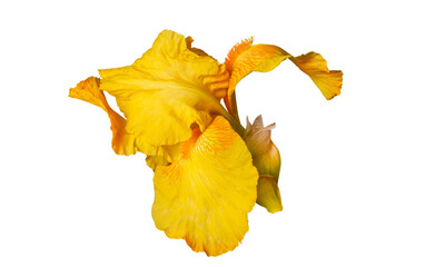 Fototapeta premium yellow iris flower isolated on white background