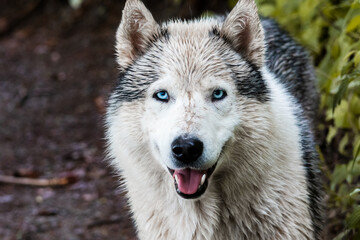 Close-up portrait of a Siberian Husky with striking blue eyes and wet fur after a walk in the...