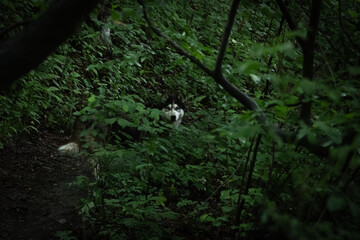 A husky dog emerges from dense green forest vegetation, creating a mysterious and atmospheric...