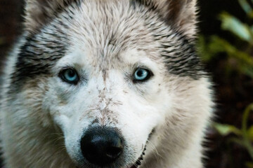 Fototapeta premium Extreme close-up of a husky’s icy blue eyes and wet fur. A detailed and emotional shot revealing the unique features of this stunning breed