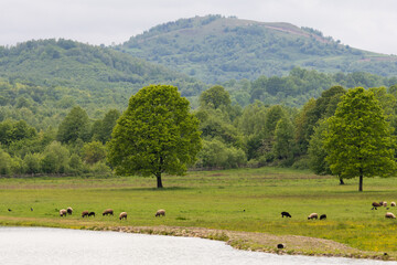 Grazing sheep in a spring meadow near forest-covered hills &mdash; suitable for editorial, eco-agriculture topics or rural travel designs.