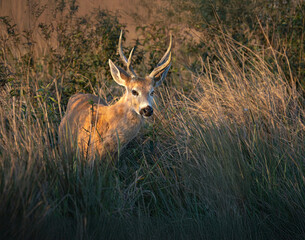 Ciervo de los Pantanos en pastizal