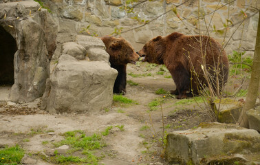 brown bear in the zoo