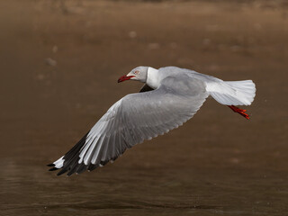 Gaviota capucho café volando