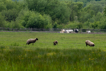 Sheep grazing in a lush green meadow with a herd of white cows resting near a wooden fence,...