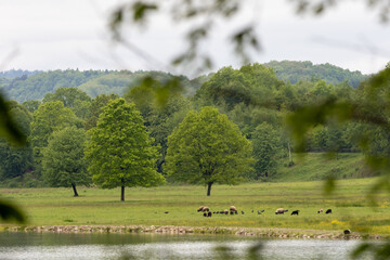 Peaceful rural landscape with a flock of sheep grazing by a calm river, surrounded by lush green...