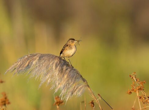 Pico de plata ave cazando un insecto en su boca