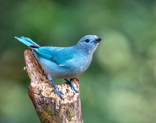 Obraz premium Celestino ave