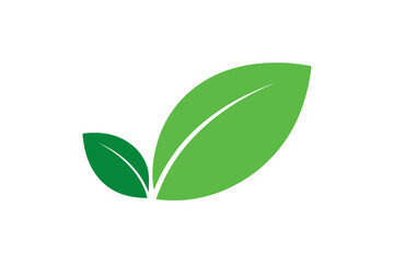 Two green leaves with white background here