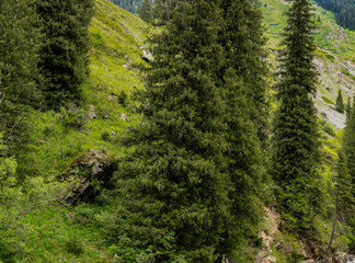 Naklejka premium green forest in the morning