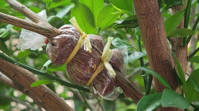 Plant propagation by air layering