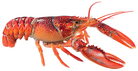 Fresh Spiny Lobster Isolated Ready to Cook Seafood Delicacy on Transparent Background