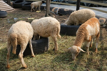Obraz premium Sheep Grazing on Hay Near Recycled Tires in Rustic Farm Setting