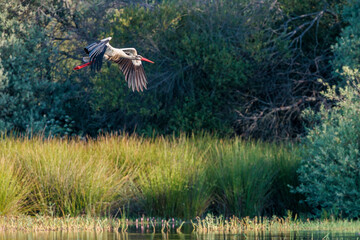 White stork flying over wetland with dense vegetation in the background.