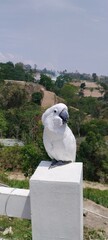 White Cockatoo Perched on Hillside Fence Post
